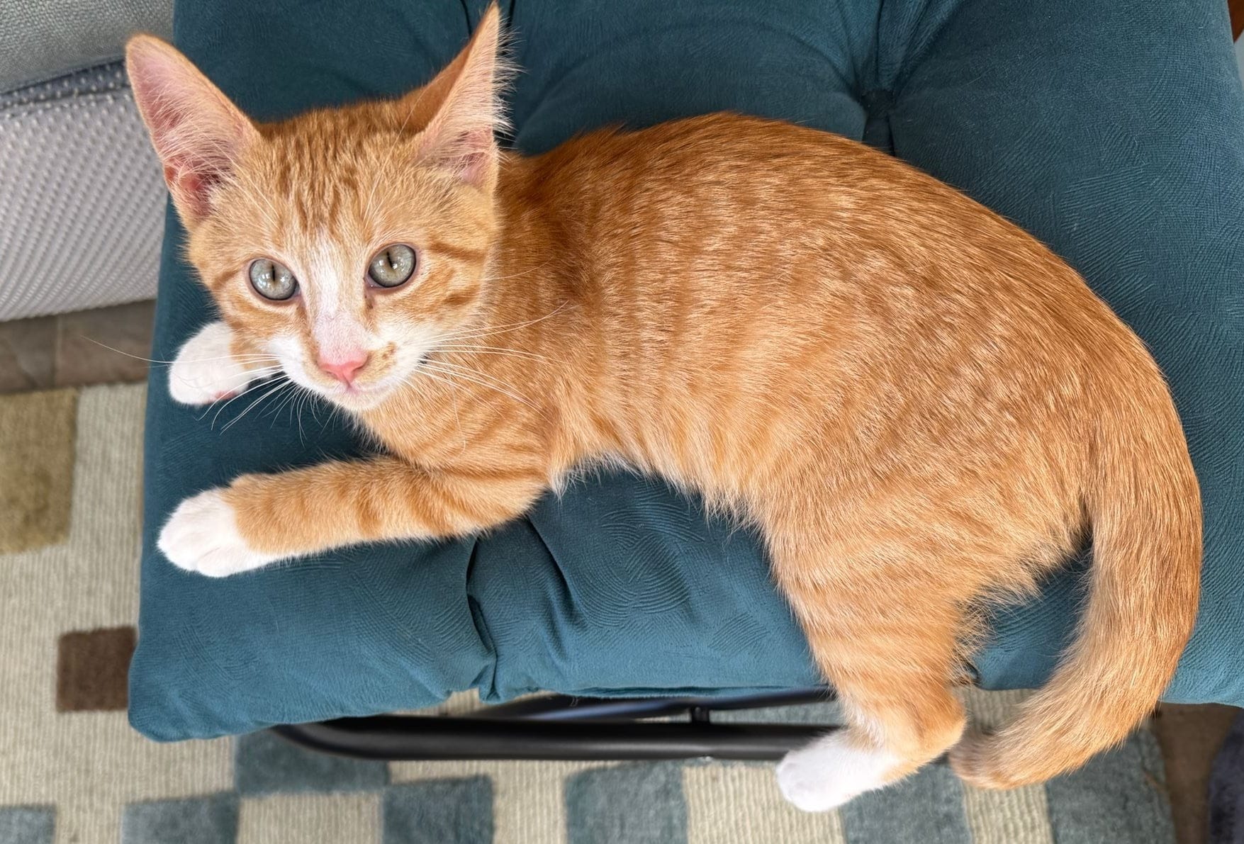 Merlin, ginger tabby kitten, included as cat tax